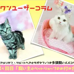 【 大倉山店ユーザーコラム 】アメショーとラガマフィンのパパのコラム 〜第一話飼い主とペットショップのお付き合い〜