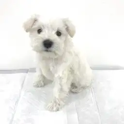 ミニチュア・シュナウザー