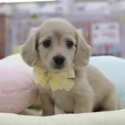 カニンヘン・ダックスフント