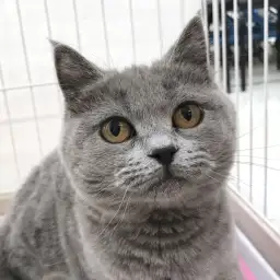 ブリティッシュショートヘア