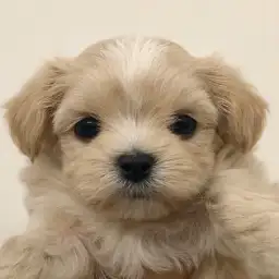 MIX（チワワ×マルチーズ）