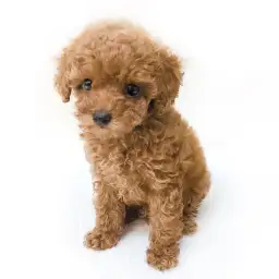 トイ・プードル