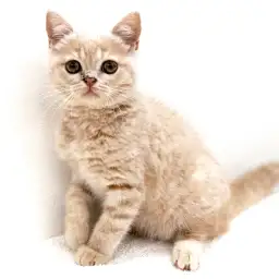 ブリティッシュショートヘア