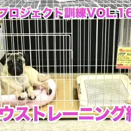 【 わんこのトレーニング 】重要!ハウストレーニング編/PROJECT KUNREN VOL.16