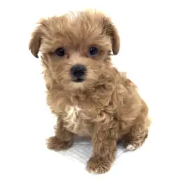 MIX（マルチーズ×トイプードル）