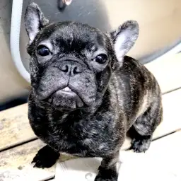 フレンチブルドッグ