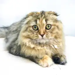 スコティッシュフォールド