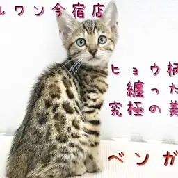 【 ベンガル 】ヒョウ柄を纏った究極の美猫！仲良くなるポイントも大公開！横浜・今宿店発