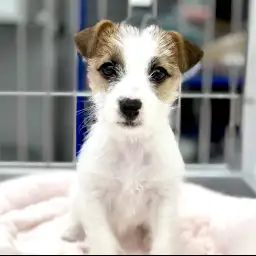 ジャックラッセルテリア