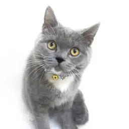 ブリティッシュショートヘア