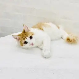 ノルウェージャンフォレストキャット