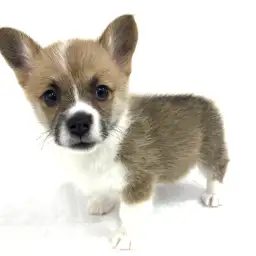 ウェルシュコーギーペンブローク