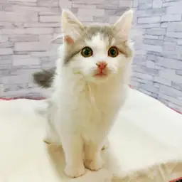 ノルウェージャンフォレストキャット