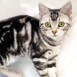 アメリカンショートヘア