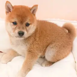 柴犬