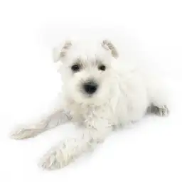 ミニチュア・シュナウザー