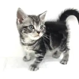 アメリカンショートヘア