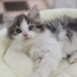 ノルウェージャンフォレストキャット