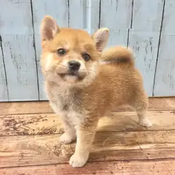 柴犬