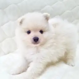 MIX（ポメラニアン×チワワ）