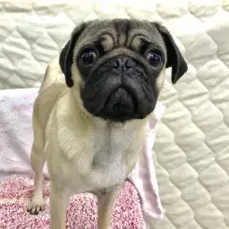 パグ