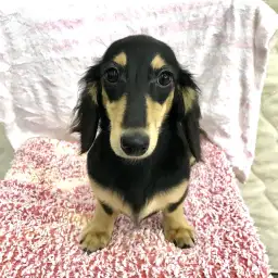 カニンヘン・ダックスフント