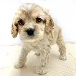 アメリカンコッカースパニエル