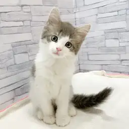 ノルウェージャンフォレストキャット