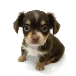 MIX（チワワ×ダックスフント）