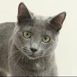 ロシアンブルー