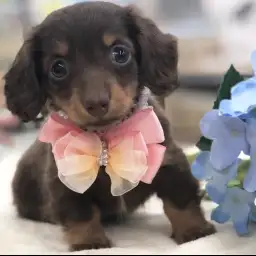 ミニチュア・ダックスフント