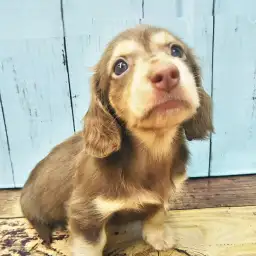 ミニチュア・ダックスフント