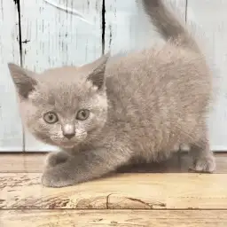 ブリティッシュショートヘア