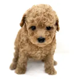 トイ・プードル