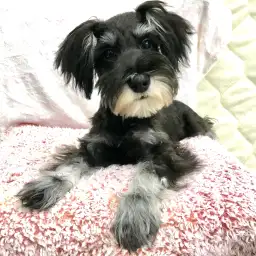 ミニチュア・シュナウザー