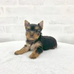 ヨークシャーテリア