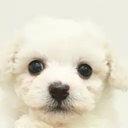 ビションフリーゼ