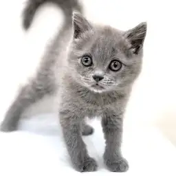 ブリティッシュショートヘア