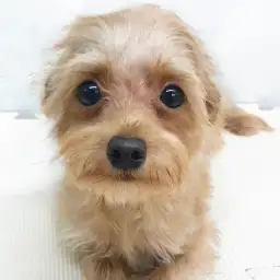 MIX（トイプードル×チワワ）