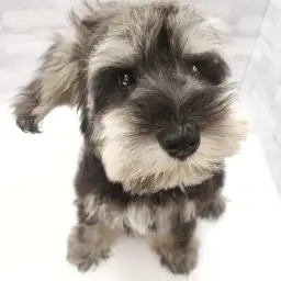 ミニチュア・シュナウザー