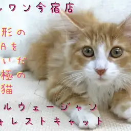 【 ノルウェージャン 】パパはACCチャンピオン！赤い被毛の究極の美猫！