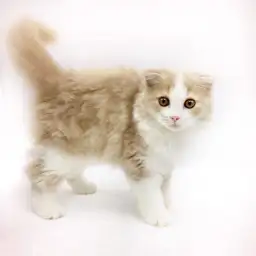 スコティッシュフォールド