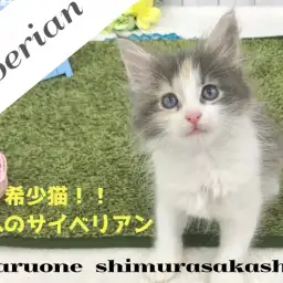 【 サイベリアン 】希少な大型プリンセス！美しいダイリュートキャリコも必見です！