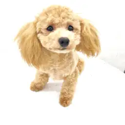 トイ・プードル