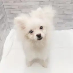 MIX（チワワ×ポメラニアン）