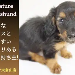 【 ミニチュア・ダックスフント 】育てやすさナンバーワン！美形メリハリ性格ガールを考察！