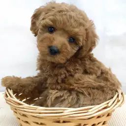 トイ・プードル