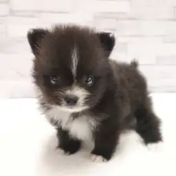 ポメラニアン