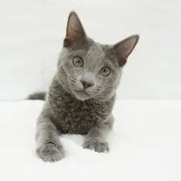 ロシアンブルー