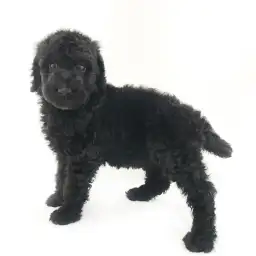 スタンダード・プードル